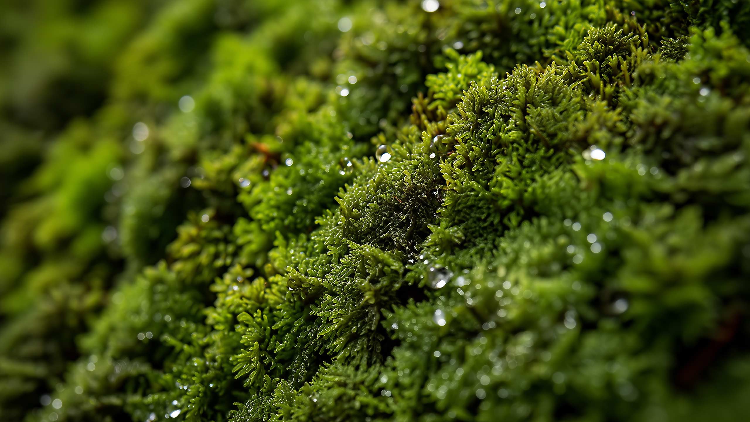 The living gene-edited moss filtration bed
